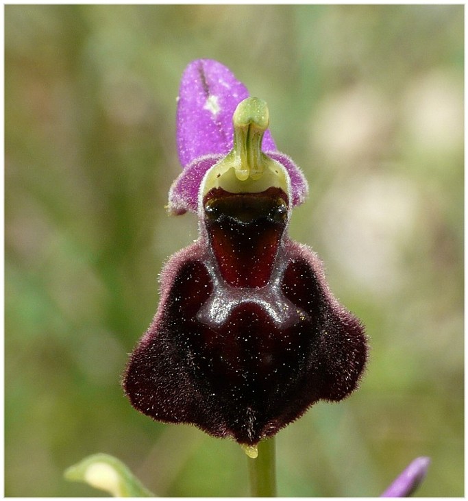 Orchidee Humor